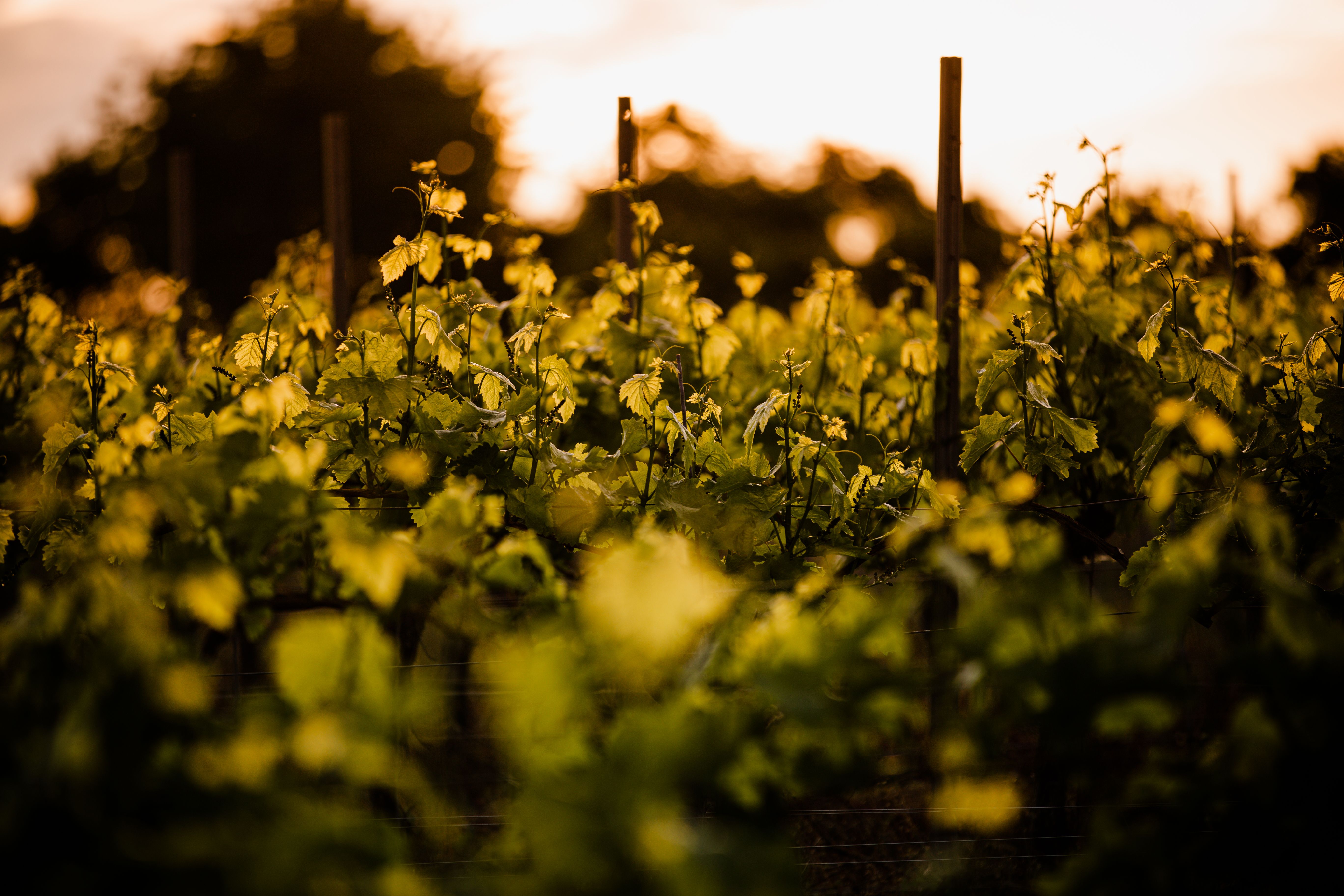 Vigneti della Tenuta Monis al tramonto in Sardegna